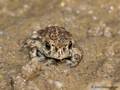Kreuzkröte (Bufo calamita), Jungtier, ca. 2 cm groß - DE (SH)