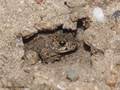 Kreuzkröte (Bufo calamita), Jungtier, ca. 2 cm groß, im Versteck- DE (SH)