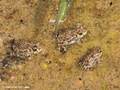 Kreuzkröte (Bufo calamita), Jungtiere, ca. 2 cm groß - DE (SH)