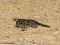 Kreuzkröte (Bufo calamita), ... erobert das Land, Jungtier ca. 1 cm groß, mit Schwanzstummel - DE (SH)
