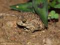 Kreuzkröte (Bufo calamita), Jungtiere, ca. 2 cm groß - DE (SH)