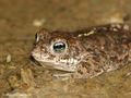 Kreuzkröte (Bufo calamaita), Männchen -  DE (SH)