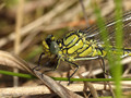 Westliche Keiljungfer (Gomphus pulchellus), junges Männchen - DE (SH)