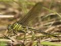 Westliche Keiljungfer (Gomphus pulchellus), junges Männchen - DE (SH)