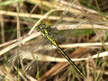 Westliche Keiljungfer (Gomphus pulchellus), junges Männchen - DE (SH)