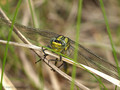 Westliche Keiljungfer (Gomphus pulchellus), junges Männchen - DE (SH)