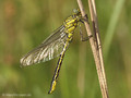 Westliche Keiljungfer (Gomphus pulchellus), junges Männchen - DE (SH)