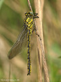 Westliche Keiljungfer (Gomphus pulchellus), junges Männchen - DE (SH)