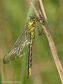 Westliche Keiljungfer (Gomphus pulchellus), junges Männchen - DE (SH)