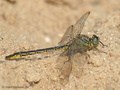 Westliche Keiljungfer (Gomphus pulchellus), Männchen - DE (SH)