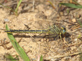 Westliche Keiljungfer (Gomphus pulchellus), Weibchen mit Beute - DE (SH)
