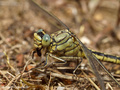 Westliche Keiljungfer (Gomphus pulchellus), Weibchen mit Beute - DE (SH)