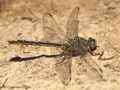 Westliche Keiljungfer (Gomphus pulchellus), Männchen - DE (SH)