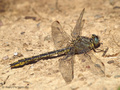 Westliche Keiljungfer (Gomphus pulchellus), Männchen - DE (SH)