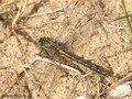 Westliche Keiljungfer (Gomphus pulchellus), Weibchen - DE (SH)