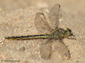 Westliche Keiljungfer (Gomphus pulchellus), Weibchen - DE (SH)