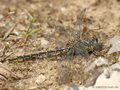 Westliche Keiljungfer (Gomphus pulchellus), Männchen - DE (SH)