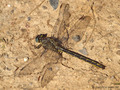 Westliche Keiljungfer (Gomphus pulchellus), Männchen - DE (SH)