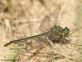 Westliche Keiljungfer (Gomphus pulchellus), Männchen mit erbeuteter Pechlibelle (Ischnura elegans) - DE (SH)