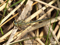 Westliche Keiljungfer (Gomphus pulchellus), Weibchen - DE (SH)