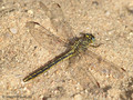Westliche Keiljungfer (Gomphus pulchellus), Weibchen - DE (SH)