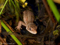 Waldeidechse (Zootoca vivipara) - DE (MV)