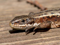 Waldeidechse (Zootoca vivipara) - DE (MV)