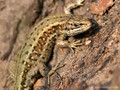 Waldeidechse (Zootoca vivipara) - DE (MV)