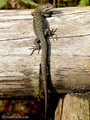 Waldeidechse (Zootoca vivipara) - DE (HH)