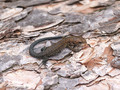 Waldeidechse (Zootoca vivipara), Jungtier - DE (HH)