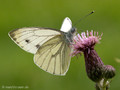 Grünader-Weißling (Pieris napi), - DE (HH)