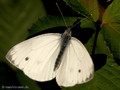 Grünader-Weißling (Pieris napi), Männchen - DE (SH)