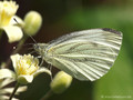 Grünader-Weißling (Pieris napi), - DE (HH)