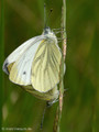 Grünader-Weißling (Pieris napi), Kopula - DE (HH)