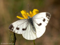 Grünader-Weißling (Pieris napi), Weibchen - DE (SH)