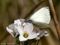 Grünader-Weißling (Pieris napi), Männchen - DE (HH)