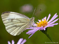 Grünader-Weißling (Pieris napi), - DE (HH)