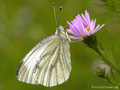 Grünader-Weißling (Pieris napi), Weibchen - DE (HH)