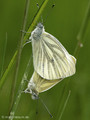 Grünader-Weißling (Pieris napi), Kopula - DE (HH)