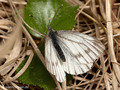 Grünader-Weißling (Pieris napi), Weibchen - DE (HH)