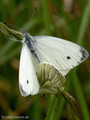 Grünader-Weißling (Pieris napi), Kopula - DE (HH)