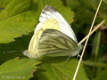 Grünader-Weißling (Pieris napi), Kopula - DE (HH)