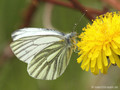 Grünader-Weißling (Pieris napi) - DE (SH)
