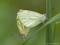 Grünader-Weißling (Pieris napi), Kopula - DE (NI)