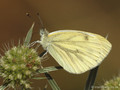Grünader-Weißling (Pieris napi) - DE (NI)