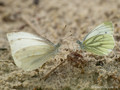 Grünader-Weißling (Pieris napi), in Gesellschaft des Kleinen Kohlweißlings (Pieris rapae) - DE (NI)