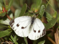 Grünader-Weißling (Pieris napi), Weibchen - DE (NI)
