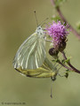 Grünader-Weißling (Pieris napi), Kopula - DE (NI)