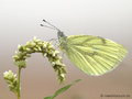 Grünader-Weißling (Pieris napi) - DE (NI)