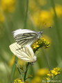 Grünader-Weißling (Pieris napi), Kopula - DE (MV)
